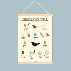 A3 Vogel eieren print